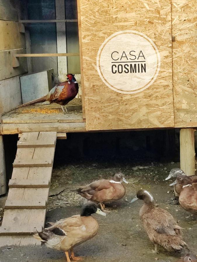 Casa Cosmin Cincu Hotel Exterior photo